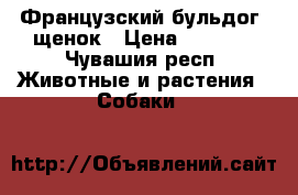 Французский бульдог, щенок › Цена ­ 5 000 - Чувашия респ. Животные и растения » Собаки   